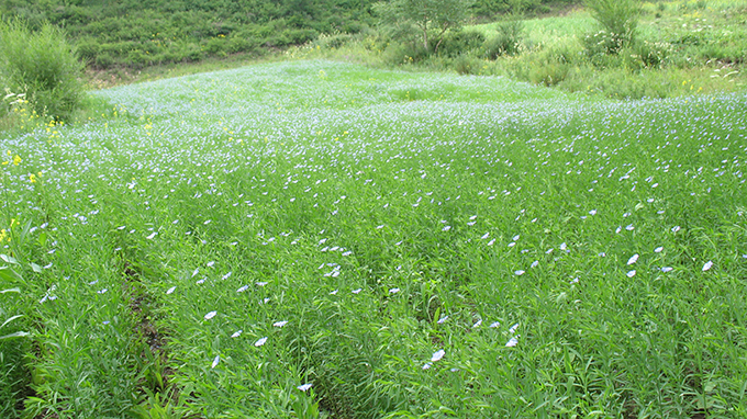 胡麻花 拷贝.jpg